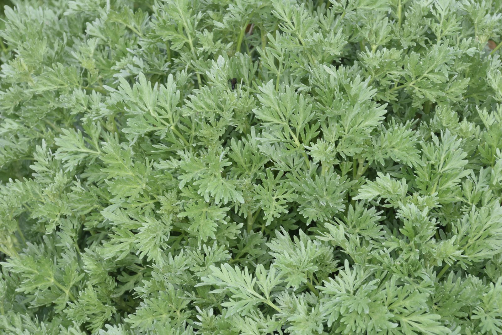 Полынь горькая, Artemisia absinthium